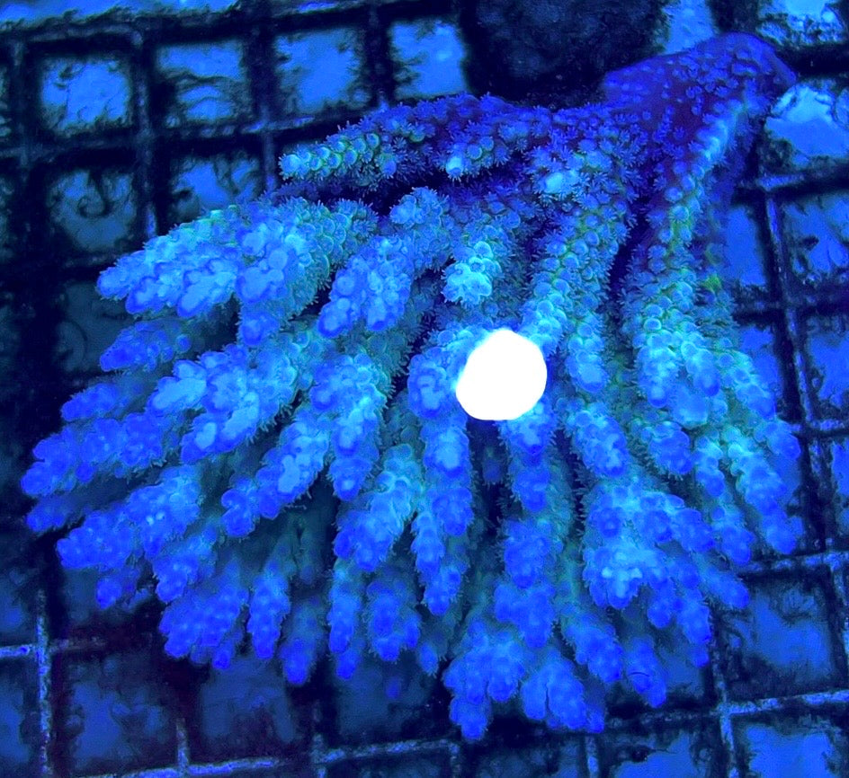 Acropora Millepora Mother Colony AMMC112106 WYSIWYG Size: L 5" x W 3.5" approx