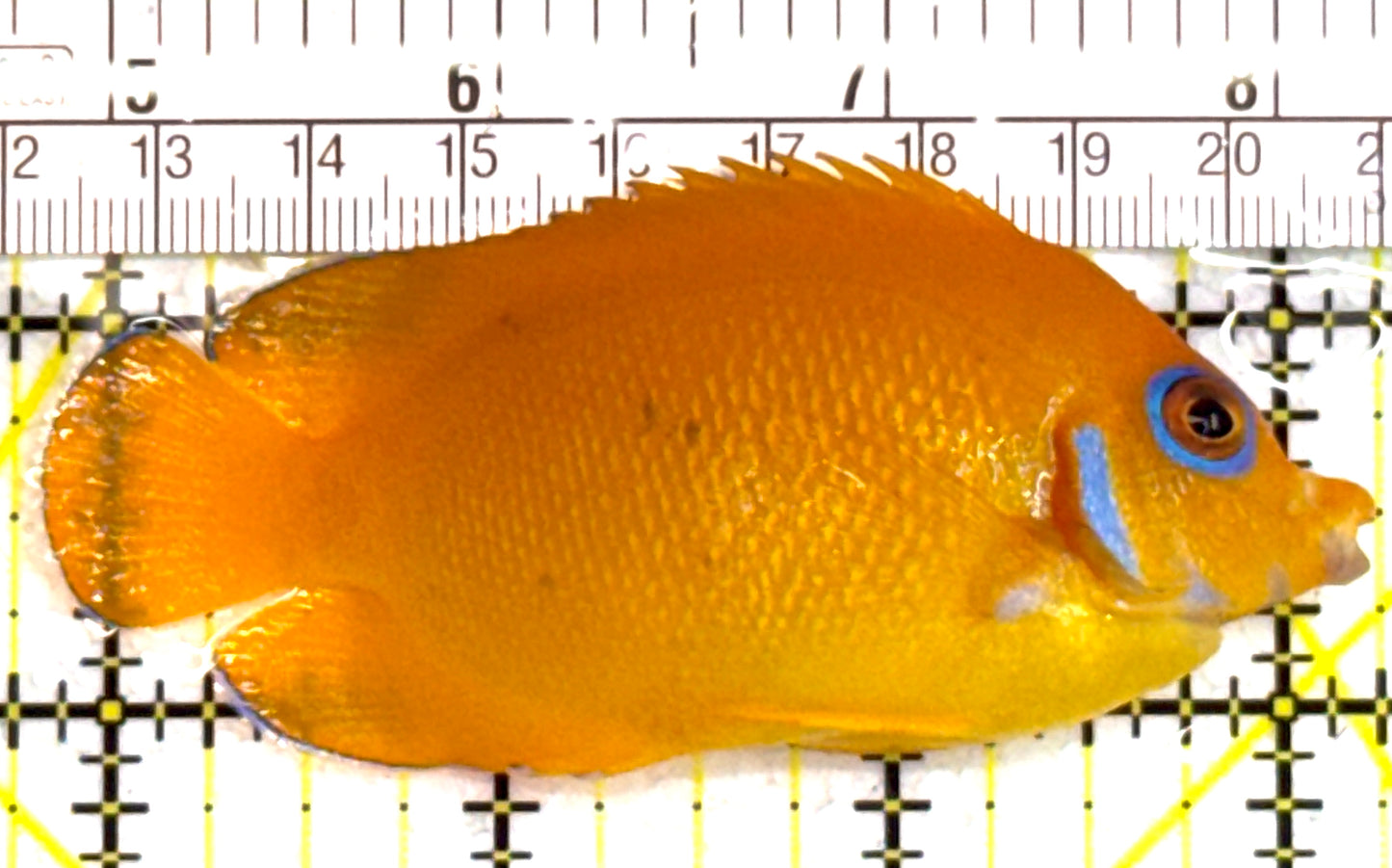 Lemonpeel Angelfish LA110203 WYSIWYG Size: L 3.5" approx