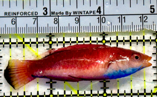 Sailfin Fairy Wrasse SFW092101 WYSIWYG Size: XL 3"