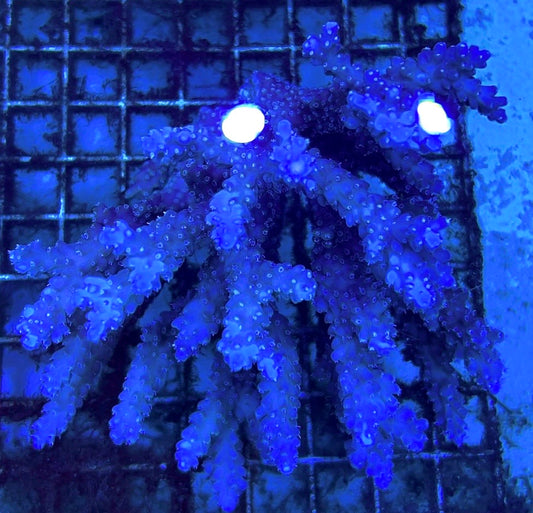 Acropora Millepora Mother Colony AMMC112107 WYSIWYG Size: L 5.5" x W 4.5" approx