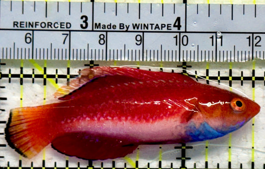 Sailfin Fairy Wrasse SFW092102 WYSIWYG Size: XL 2.75"