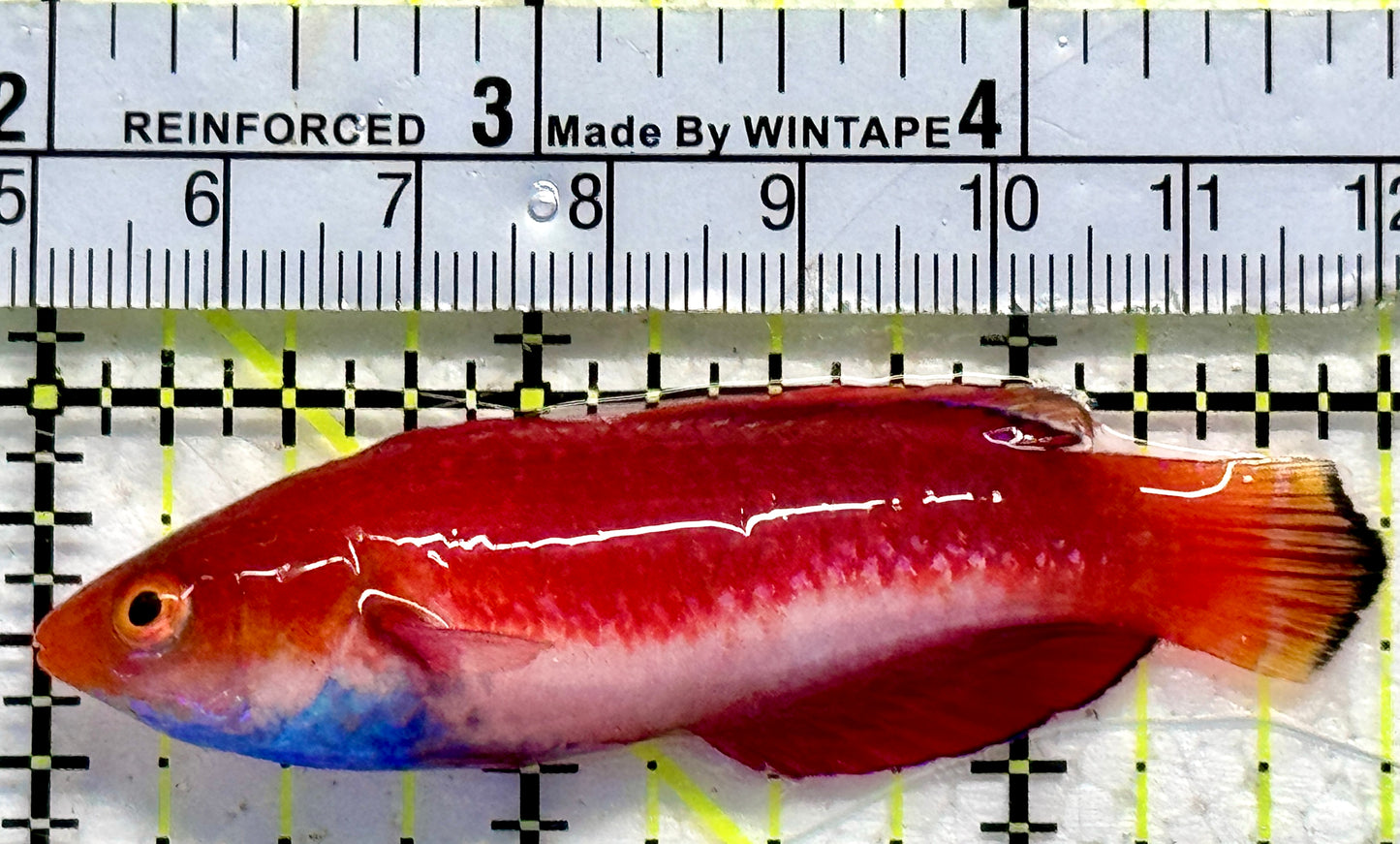 Sailfin Fairy Wrasse SFW092102 WYSIWYG Size: XL 2.75"