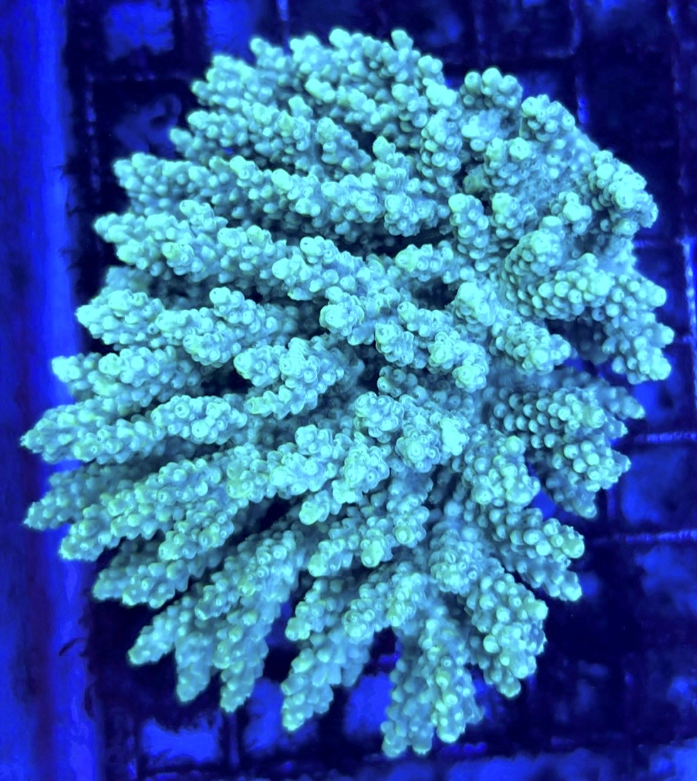 Acropora Millepora Mother Colony AMMC112108 WYSIWYG Size: L 4" x W 3.75" approx