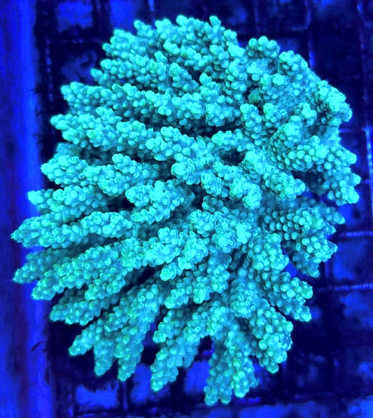 Acropora Millepora Mother Colony AMMC112108 WYSIWYG Size: L 4" x W 3.75" approx