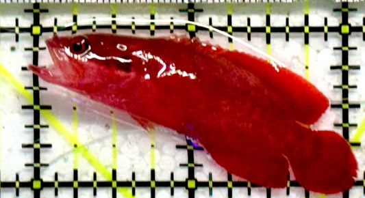 Rare Red Podge Soapfish RPS092101 WYSIWYG Size: S 2"