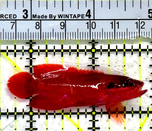 Rare Red Podge Soapfish RPS092103 WYSIWYG Size: M 2.25"