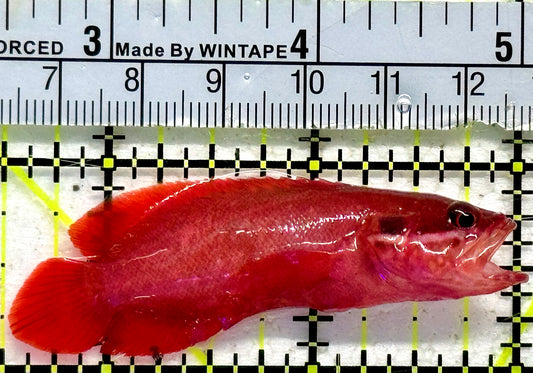 Rare Red Podge Soapfish RPS092102 WYSIWYG Size: M 2.5"