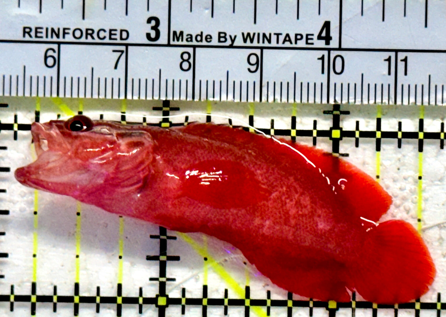 Rare Red Podge Soapfish RPS092102 WYSIWYG Size: M 2.5"