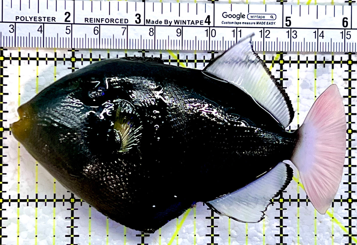 Pink Tail Triggerfish PTT112201 WYSIWYG Size: L 5"