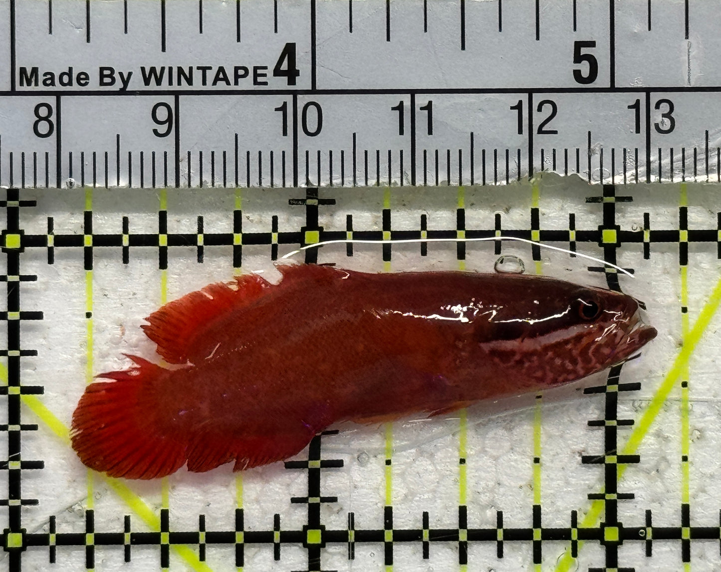 Rare Red Podge Soapfish RPS092101 WYSIWYG Size: S 2"