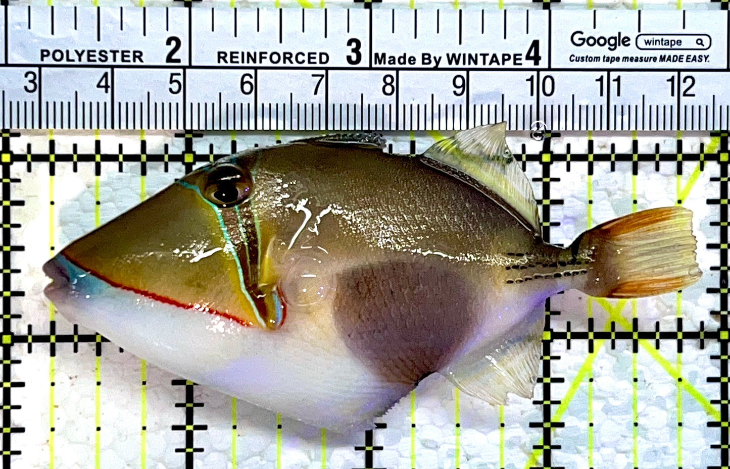 Bursa Triggerfish BT112201 WYSIWYG Size: ML 3.75"