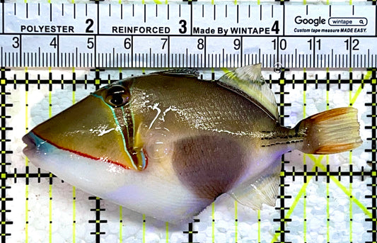 Bursa Triggerfish BT112201 WYSIWYG Size: ML 3.75"