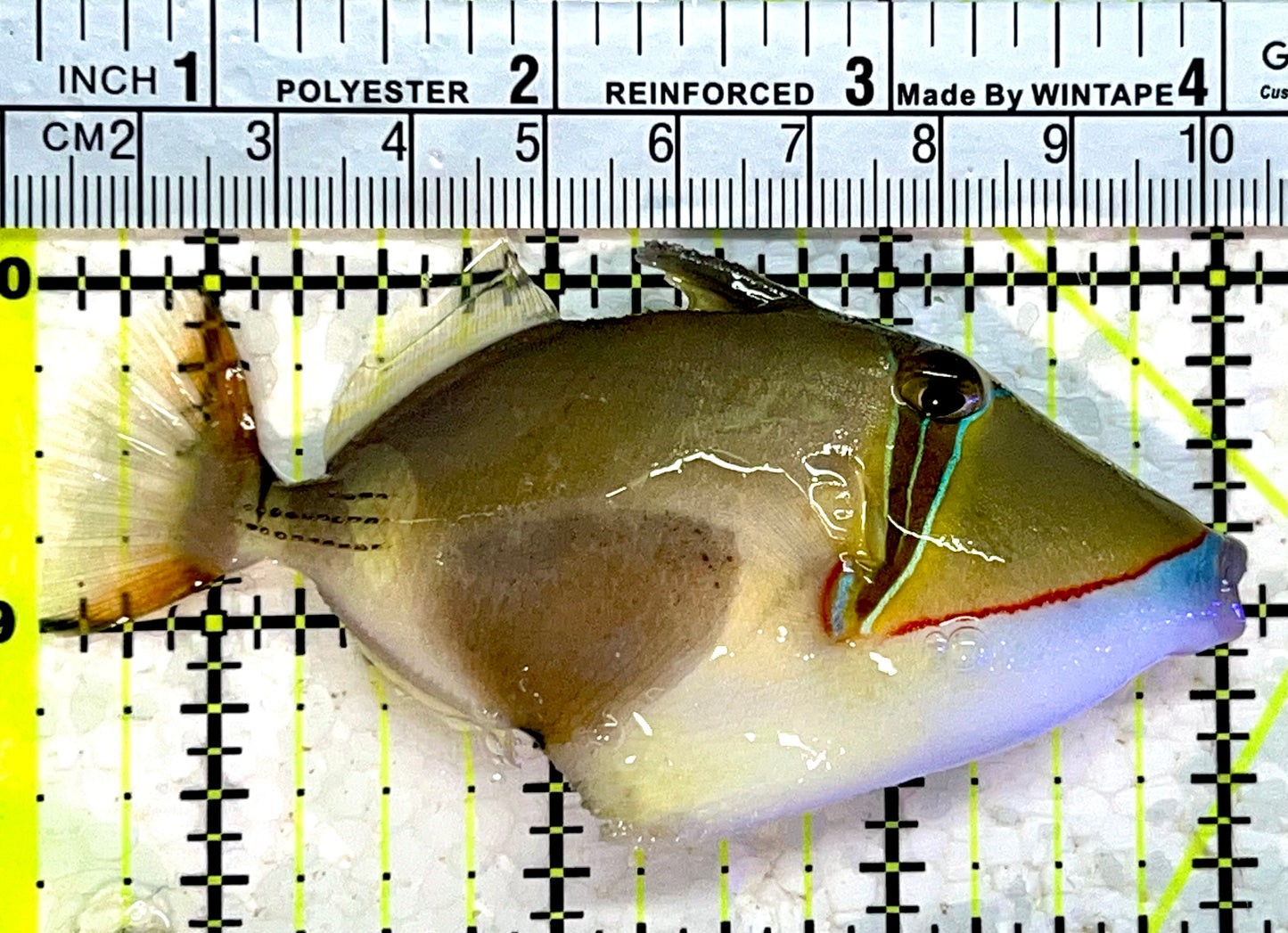 Bursa Triggerfish BT112201 WYSIWYG Size: ML 3.75"