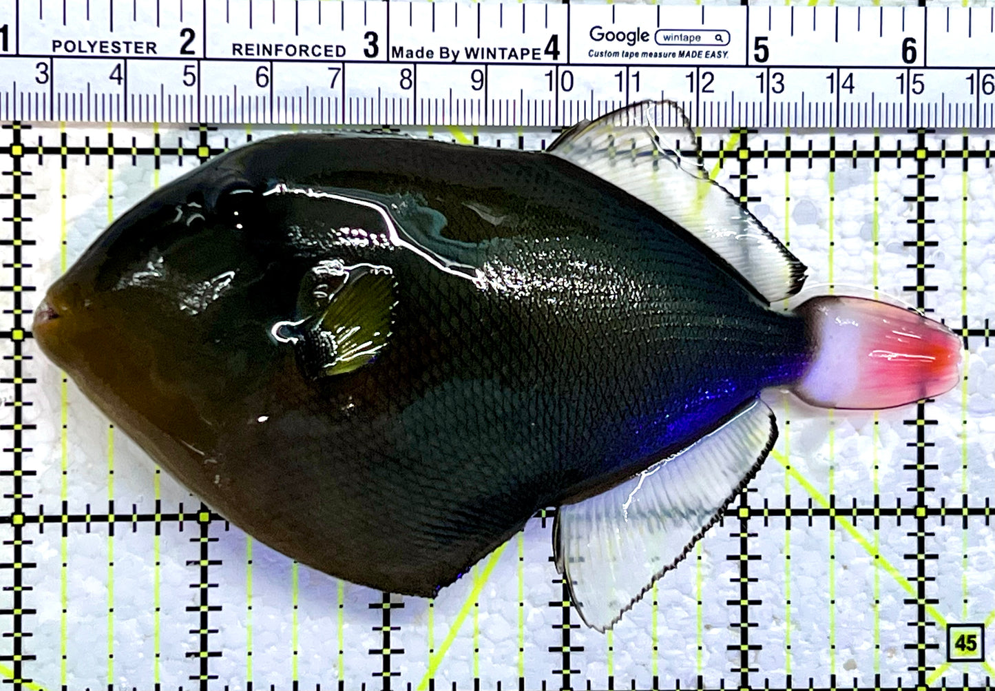 Pink Tail Triggerfish PTT112202 WYSIWYG Size: L 5.25"