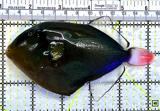 Pink Tail Triggerfish PTT112202 WYSIWYG Size: L 5.25"