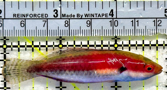 Whipfin Fairy Wrasse WFW092101 WYSIWYG Size: XL 3"