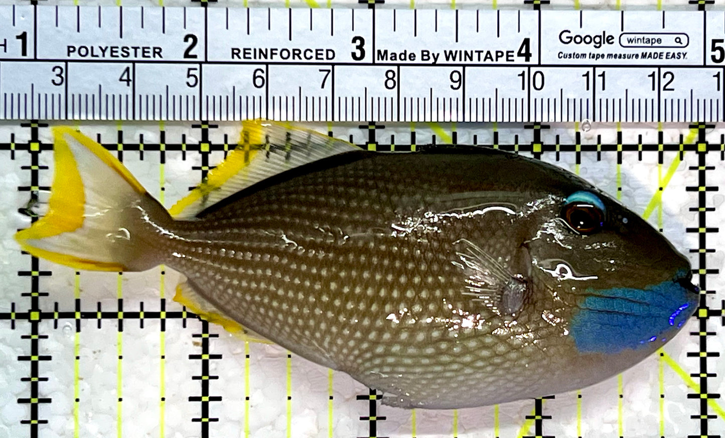 Male Blue Throat Triggerfish (Reefsafe) MBT112201 WYSIWYG Size: M 4"