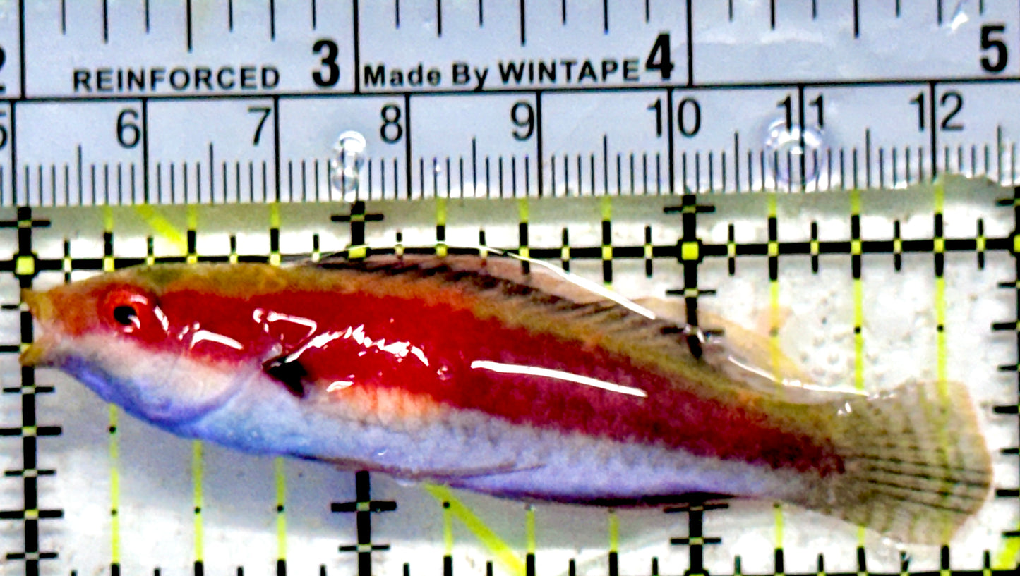 Whipfin Fairy Wrasse WFW092101 WYSIWYG Size: XL 3"