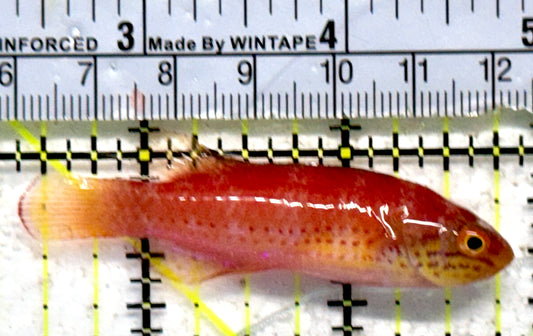 Kato's Fairy Wrasse KFW092103 WYSIWYG Size: SHOW 2.5"