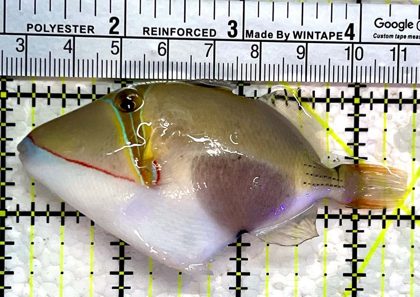 Bursa Triggerfish BT112202 WYSIWYG Size: ML 3.5"