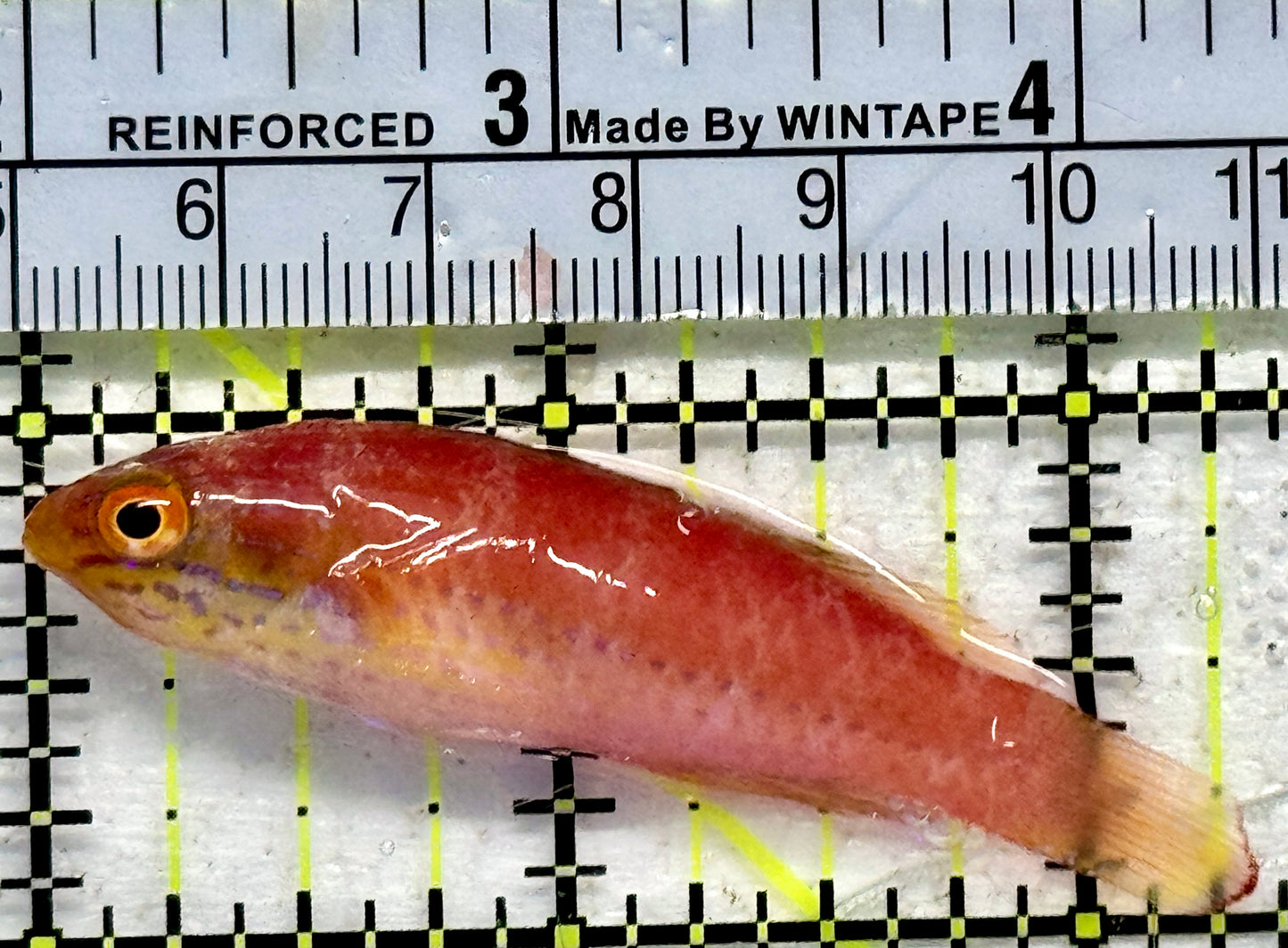 Kato's Fairy Wrasse KFW092102 WYSIWYG Size: SHOW 2.5"