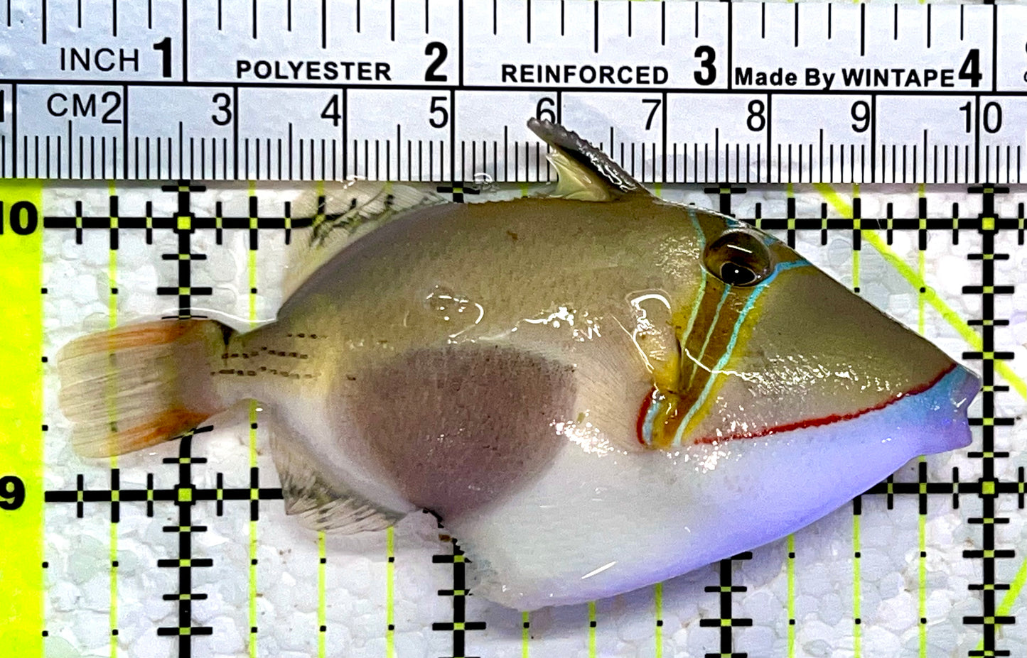 Bursa Triggerfish BT112202 WYSIWYG Size: ML 3.5"