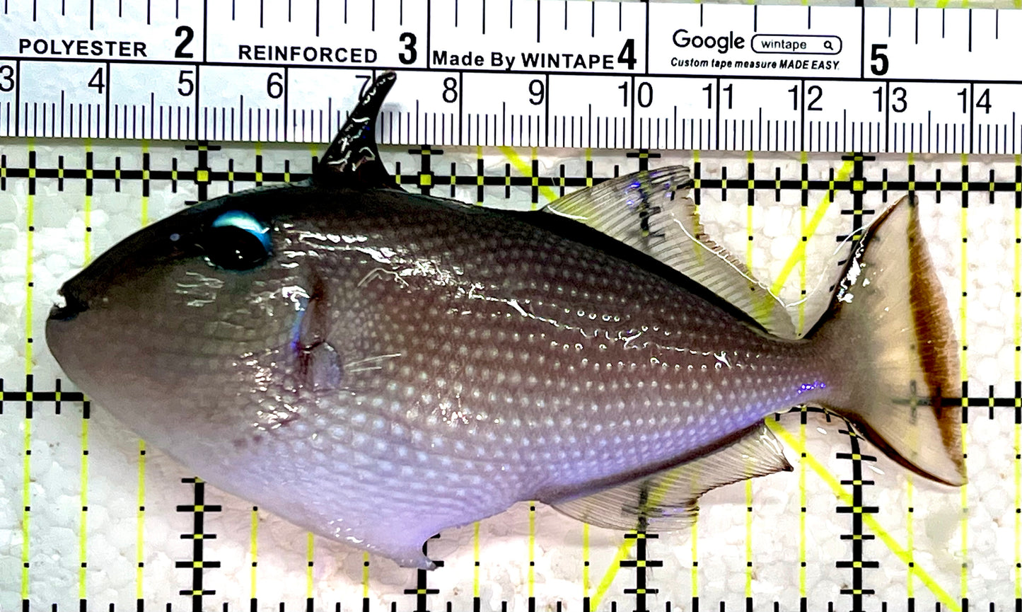 Female Blue Throat Triggerfish (Reefsafe) FBT112201 WYSIWYG Size: M 4"