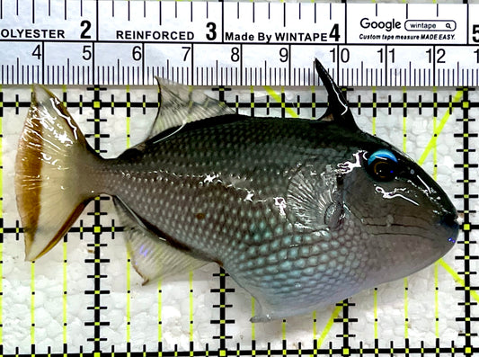 Female Blue Throat Triggerfish (Reefsafe) FBT112202 WYSIWYG Size: M 3.5"