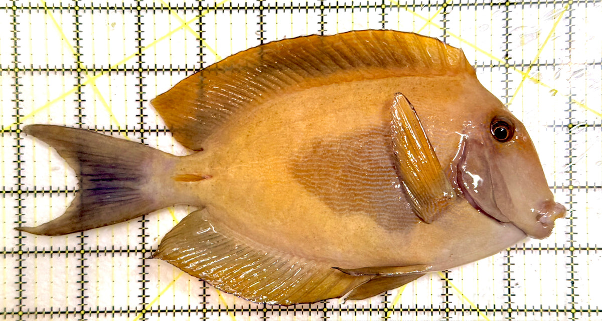 Hybrid Bariene Tang Size: XXXL 8" to 9"