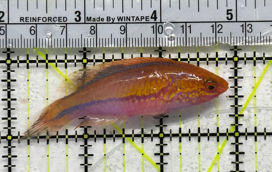 Pintail Fairy Wrasse PFW092105 WYSIWYG Size: XL 3"
