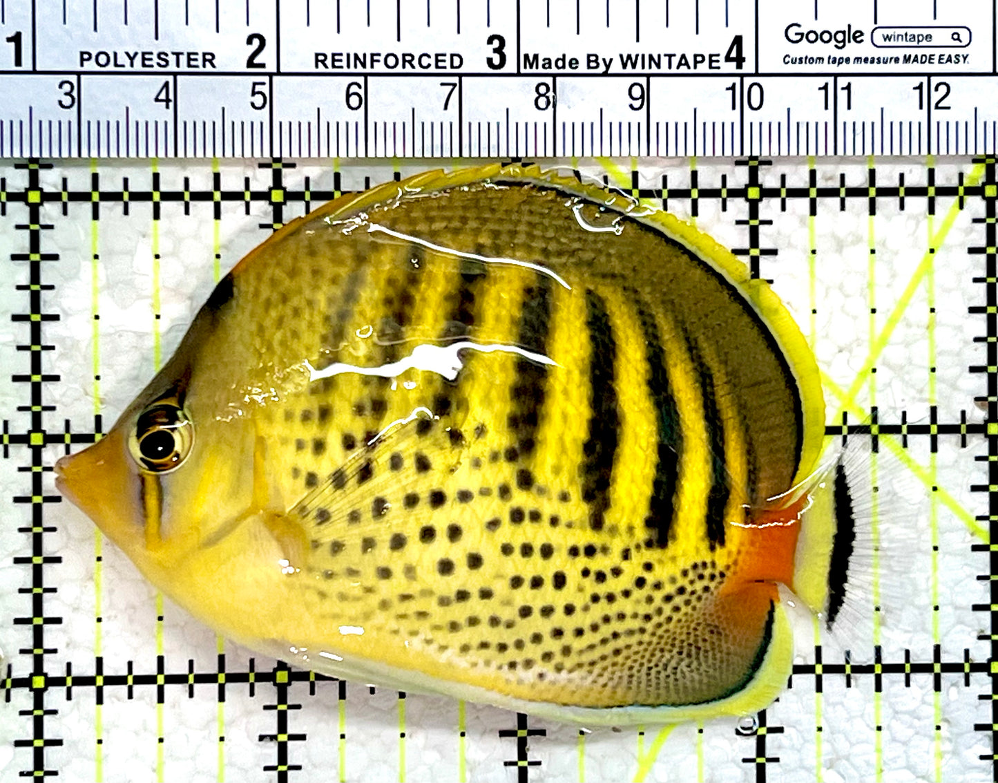 Punctato Butterflyfish PB112201 WYSIWYG Size: L 3.75”