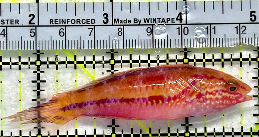 Pintail Fairy Wrasse PFW092101 WYSIWYG Size: XXL/SHOW 3.5"