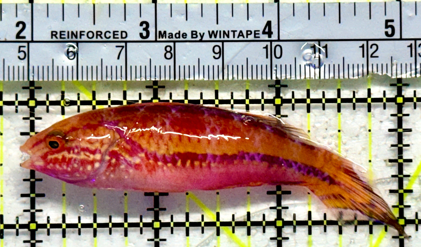 Pintail Fairy Wrasse PFW092101 WYSIWYG Size: XXL/SHOW 3.5"
