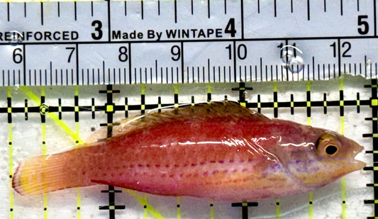 Kato's Fairy Wrasse KFW092101 WYSIWYG Size: SHOW 2.75"
