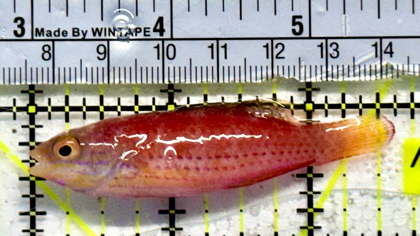 Kato's Fairy Wrasse KFW092103 WYSIWYG Size: SHOW 2.5"