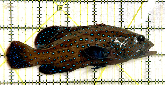 Argus Grouper AG100301 WYSIWYG Size: L 5.5" approx