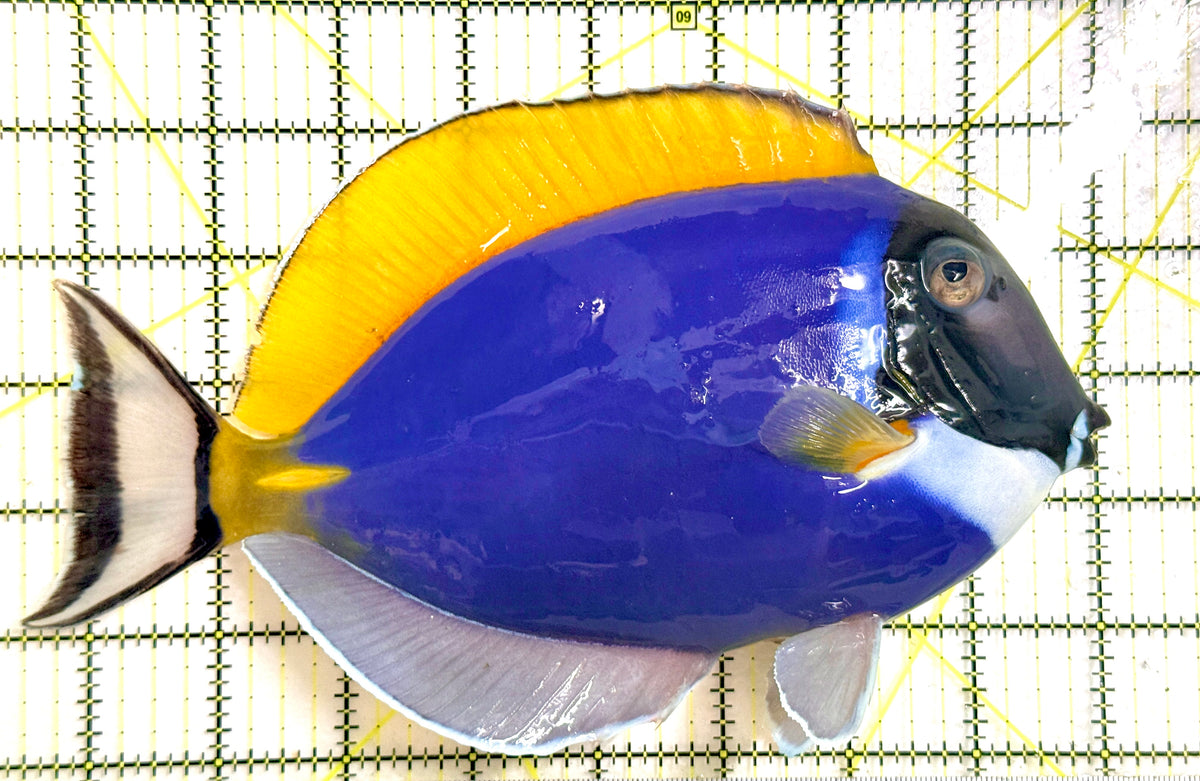 Powder Blue Tang (Maldives) PBT100301 WYSIWYG Size: XXXL/Show 8.5"approx
