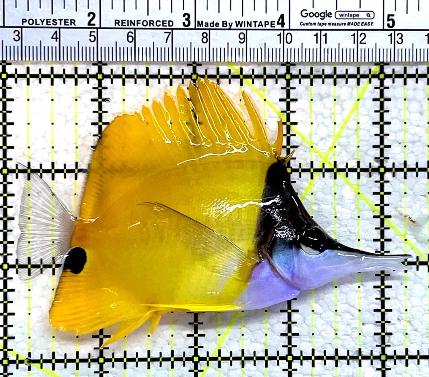 Yellow Longnose Butterflyfish YLB112201 WYSIWYG Size: XL 4.25"