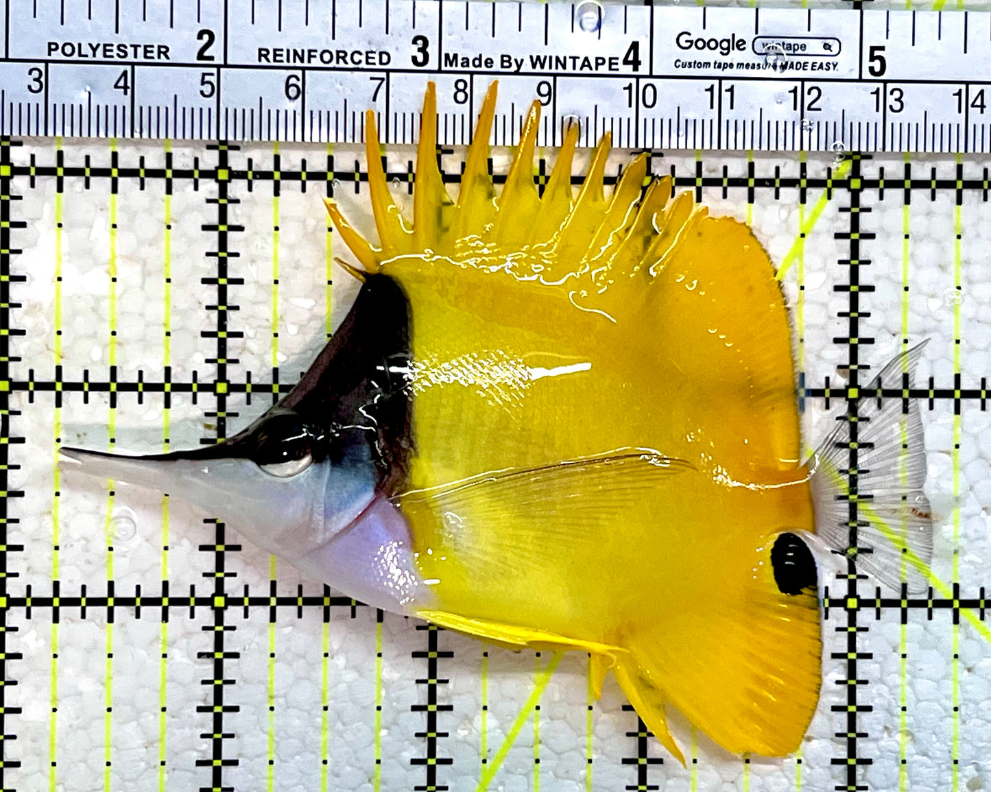 Yellow Longnose Butterflyfish YLB112201 WYSIWYG Size: XL 4.25"