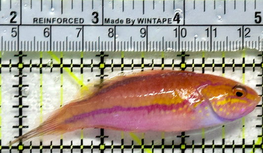Pintail Fairy Wrasse PFW092103 WYSIWYG Size: XL 3"
