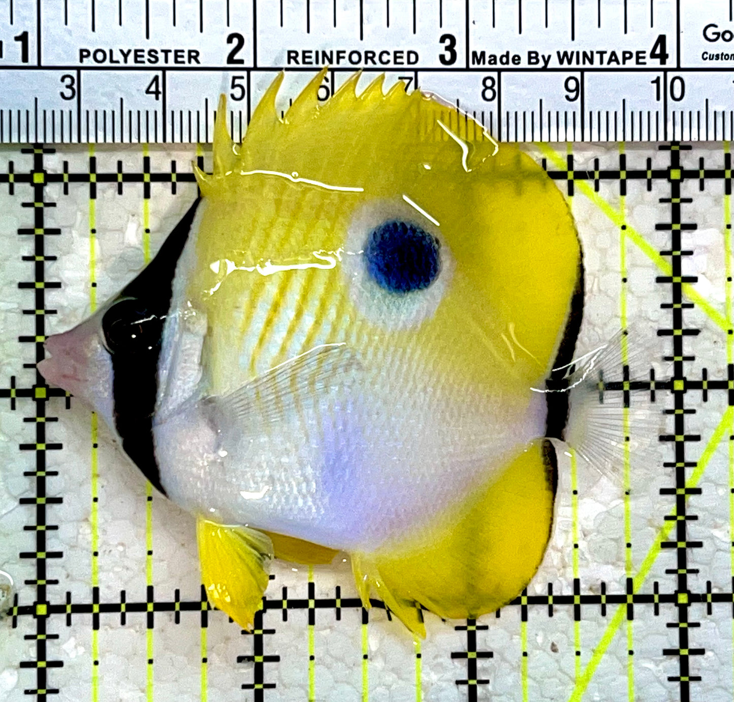Teardrop Butterflyfish TB112201 WYSIWYG Size : S 3"