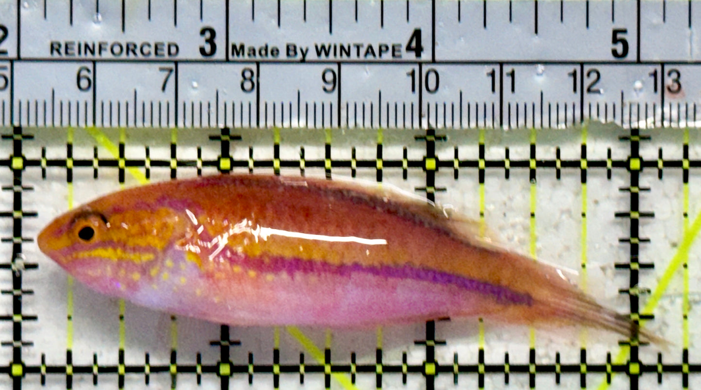 Pintail Fairy Wrasse PFW092105 WYSIWYG Size: XL 3"