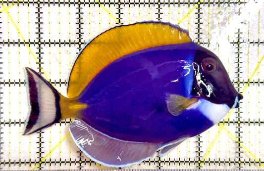 Powder Blue Tang (Maldives) PBT100303 WYSIWYG Size: XL 5.5" approx