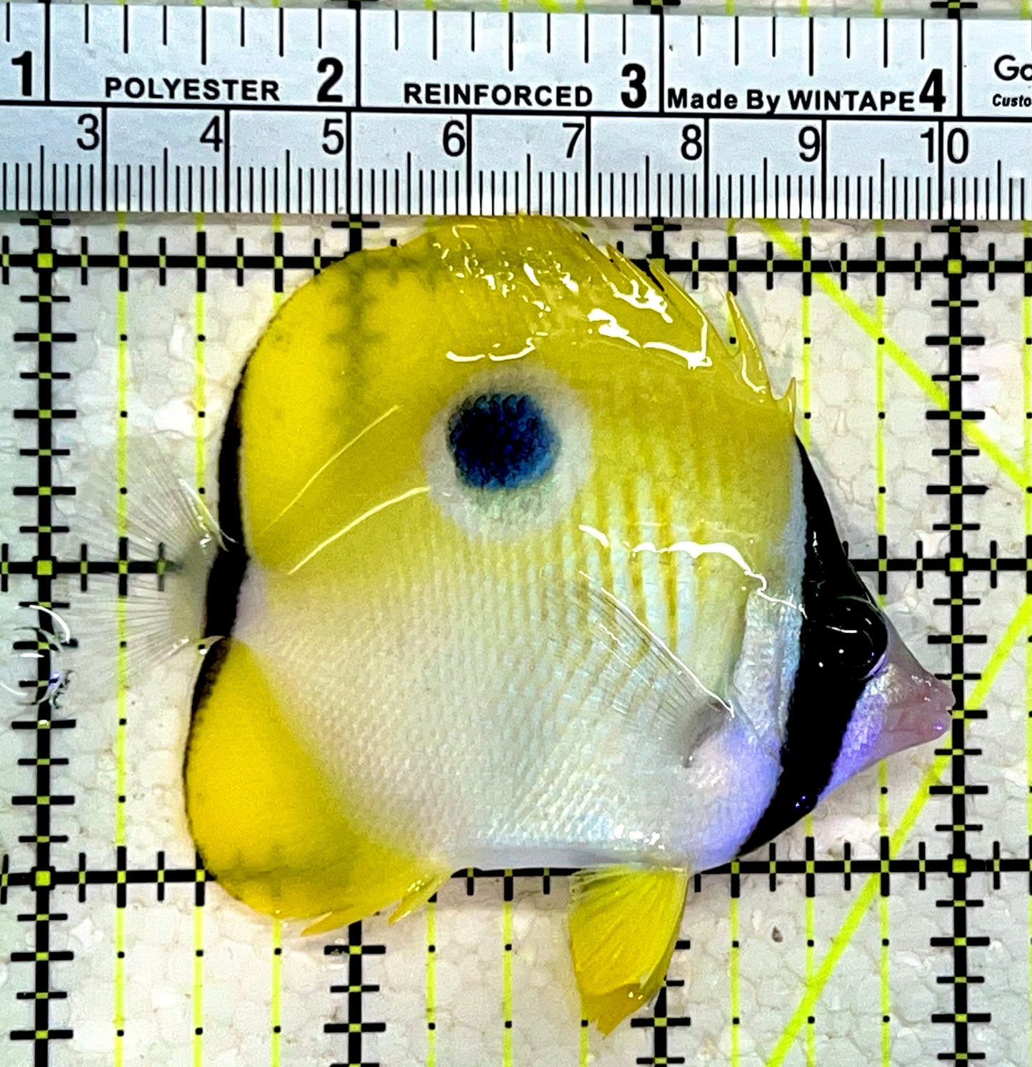 Teardrop Butterflyfish TB112201 WYSIWYG Size : S 3"
