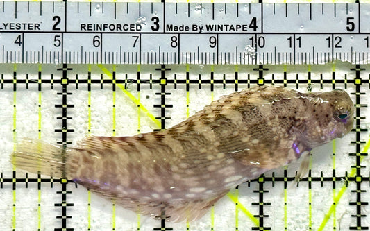 Lawnmower Blenny LB092101 WYSIWYG Size: L 3.5"