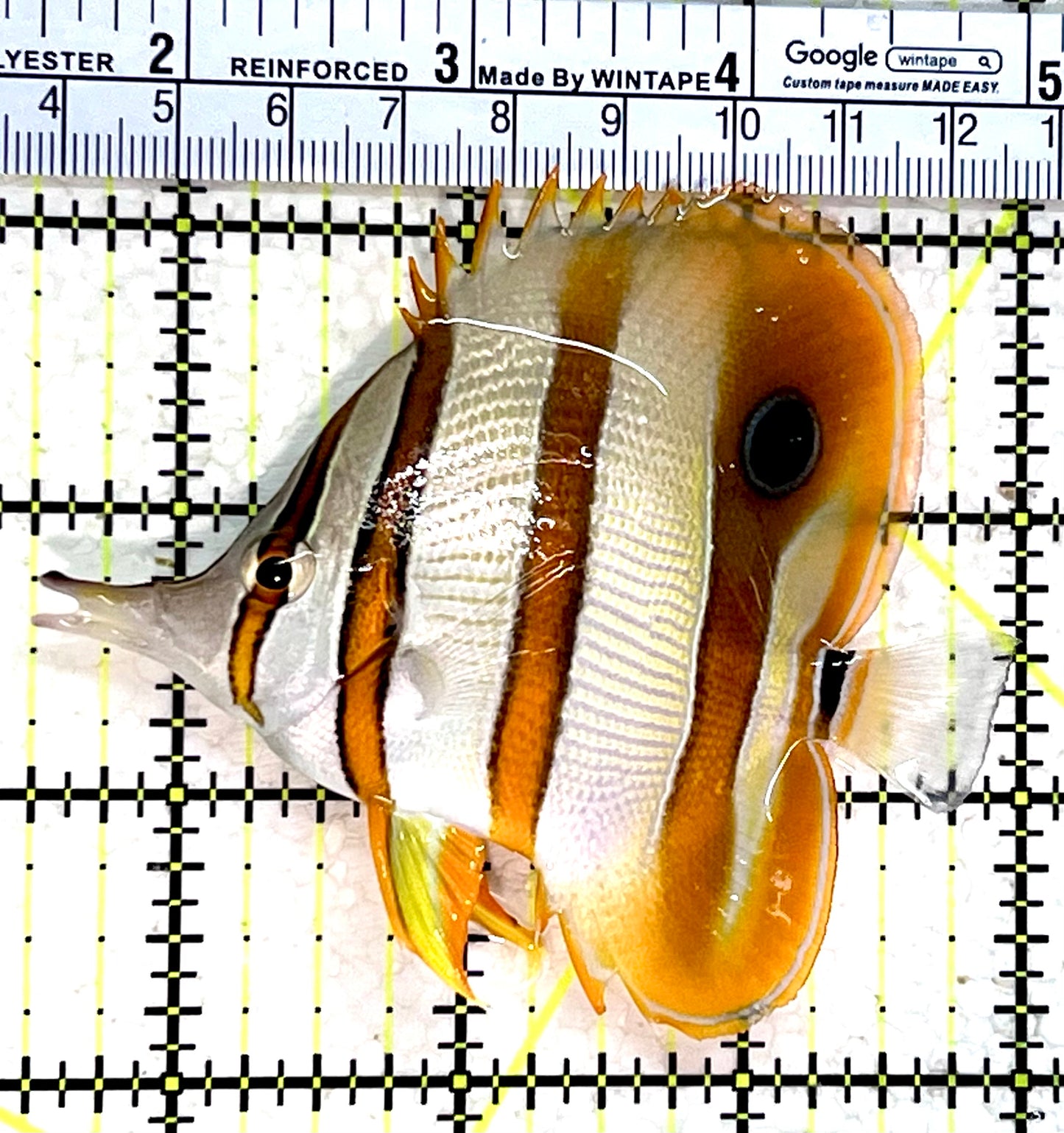 Copperband Butterflyfish CB112201 WYSIWYG Size: L 3.5"