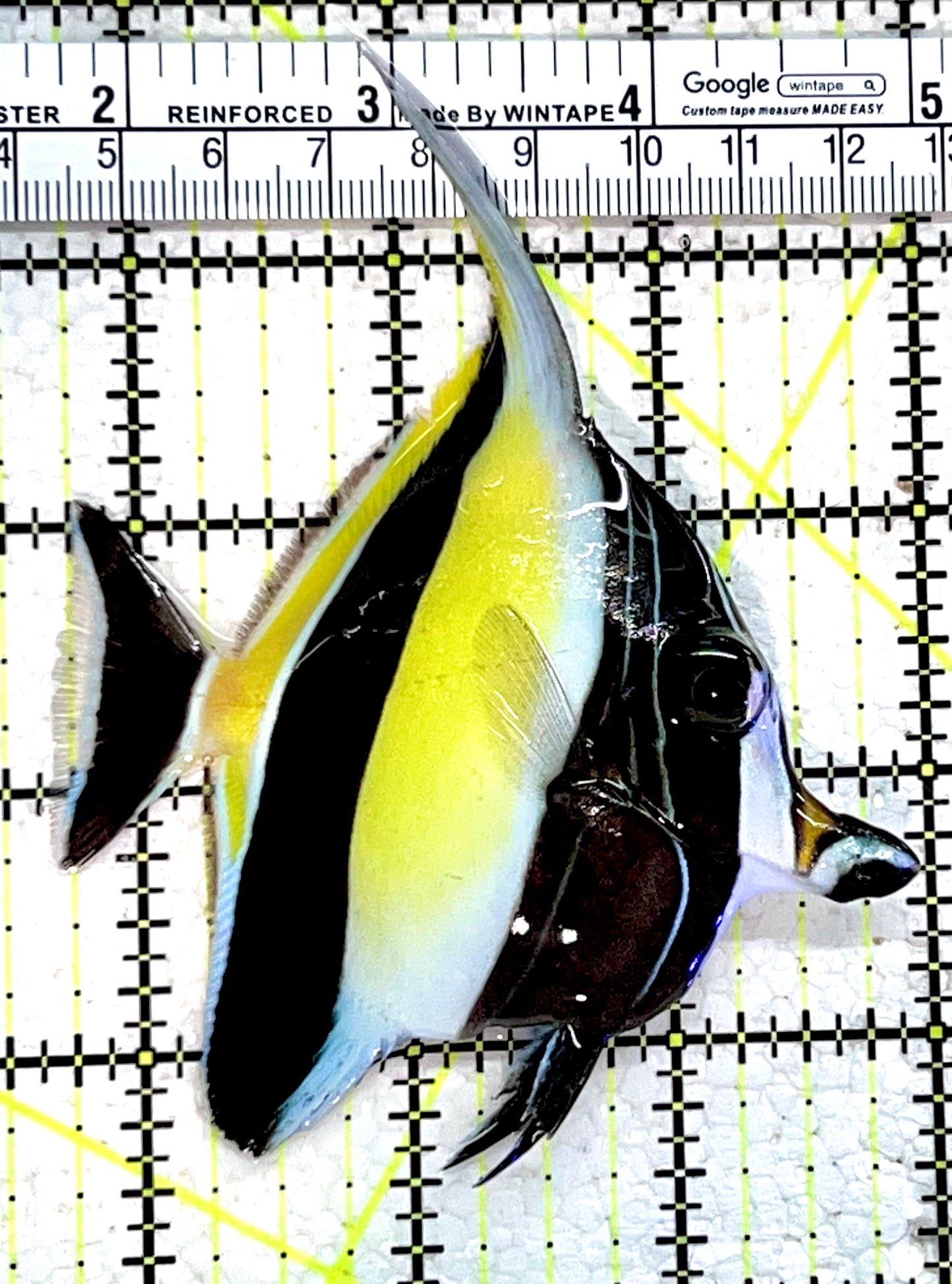 Moorish Idol MI112201 WYSIWYG Size: M 3.5"