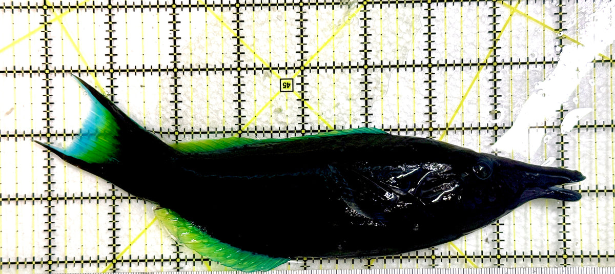 Green Bird Wrasse GBW100302 WYSIWYG Size: XXXL/SHOW 8.5" approx