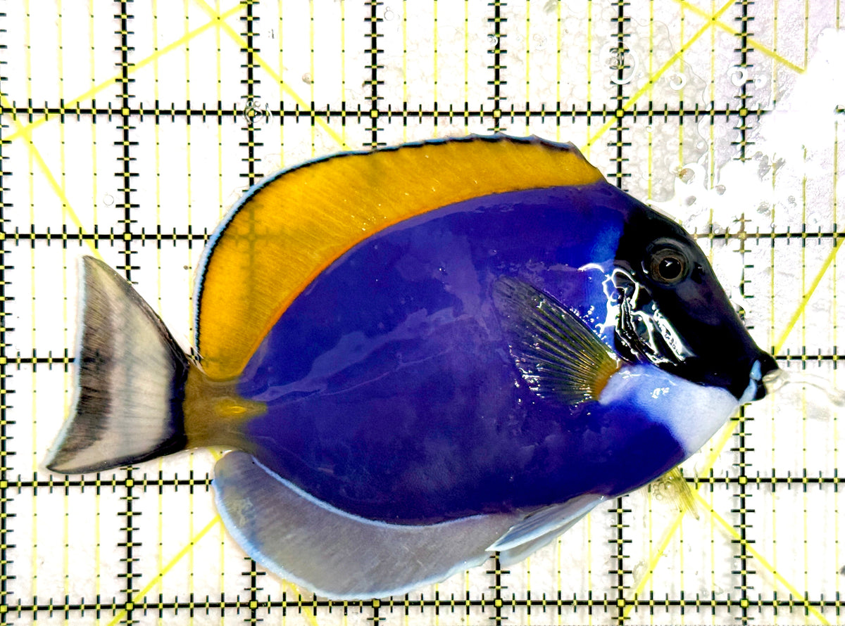 Powder Blue Tang (Maldives) PBT100304 WYSIWYG Size: XL 6" approx