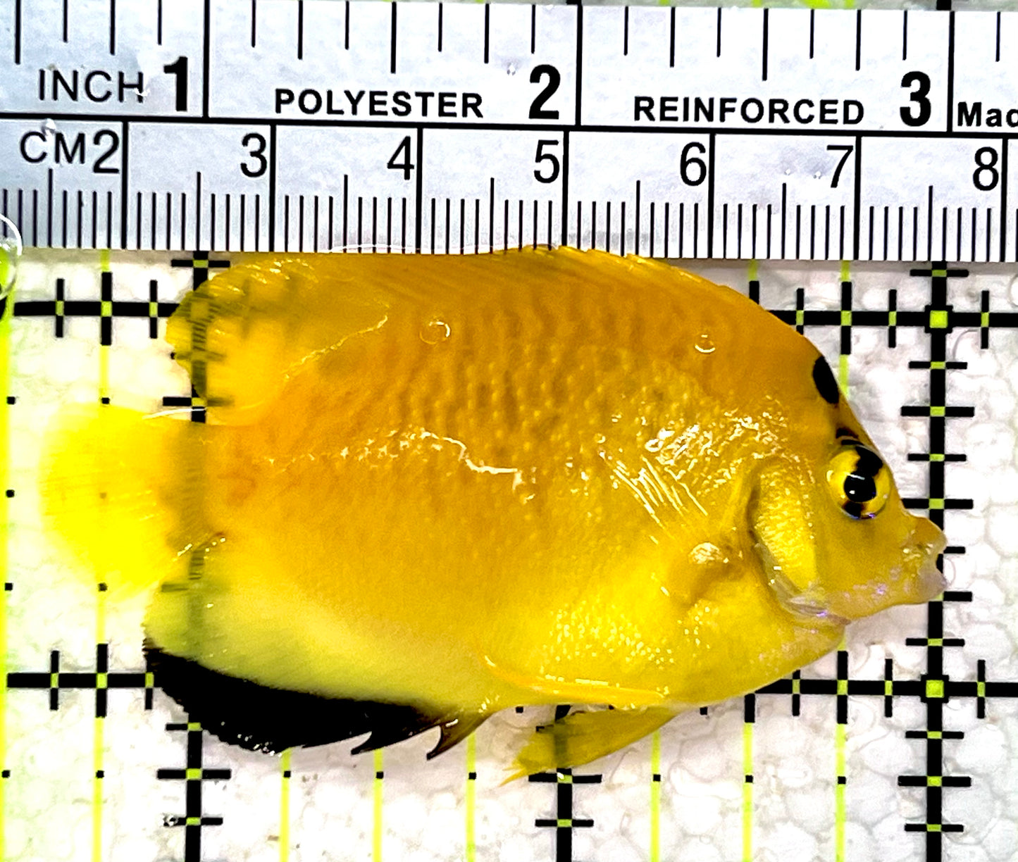 Flagfin Angelfish FA112201 WYSIWYG Size: S 2.5"